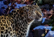 u sela barabash lyudi vstretili dalnevostochnogo leoparda-onlymainnews-ru-0