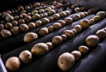 Новые горизонты в семеноводстве картофеля 02020d68-32f0-4aa8-b77d-941a60fcb2c6-6763873b