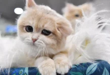 Новые правила содержания домашних животных защитят граждан 0722c4b6-0401-459a-ab05-a5a81162ed7a-67995ab8