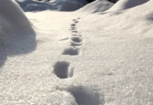 29b28712-c3db-4244-8106-f06b9d43446d-6783da9a