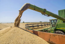 Экспортная пошлина на пшеницу в России претерпит изменения 526d13ea-32ce-432a-a27d-aafd945c7785-674ba1c2