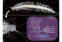 Инновационное лекарство от эпилепсии найдено в яде уникального морского существа 67085a3a-6a2e-4f9c-bb62-56a97f57e8f3-6754af1d