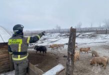 Героический поступок: пожарные МЧС спасли десятки животных из горящего свинарника 16b6240a-09aa-4db3-b443-4950650c9183-67bad944