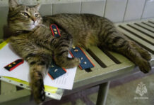 29002b88-8991-4a51-b219-9bb83019ee0a-67c1f33e