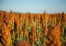 Революционный метод наблюдения за растениями открывает новые горизонты в науке 37786bac-2fa7-4cb9-bd09-73228b480e01-67b383d7