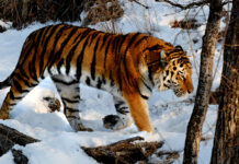 Встреча с амурским тигром: важные события в Хабаровском крае Приморский сафари-парк отмечает 9-летие со дня открытия