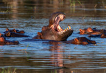 Невероятное спасение: гид по сафари рассказал захватывающую историю столкновения с бегемотом 7c59805f-f4af-44f0-9727-cac29307056e-67c1e275