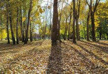 Куприянов день: добрые приметы и мудрые традиции 15 октября 88cb5794-d493-4862-bba0-7a81ffc5c9ec-67c6c396