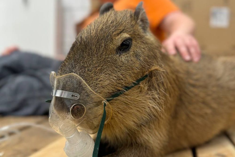 Российская Газета