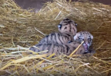 Успешное спасение тигрят в Хабаровском крае: история со счастливым концом c3d84ee9-56b6-4145-abb1-c80e4e73105a-67c54853