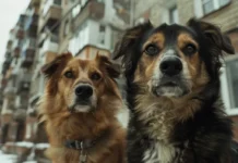 Семья пострадавшего ребёнка в Нижнем Тагиле получит компенсацию после инцидента с бездомной собакой f6642730-b4d3-47c4-bd91-4e67c13e3d0c-67c1c227