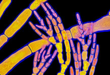 Удивительное открытие: первопроходцы растительного мира на суше 08dc9387-7c82-46b5-b742-9553899831f9-67d0f299