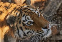 Трагический инцидент с тигром на плантации кофе в Индонезии 1e7b4773-1b22-4b4a-879f-e61d6d37d021-67e66194