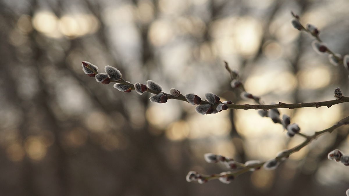 Весна 2025 в Москве