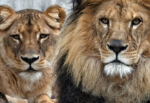 Новый дом для царственных хищников появится в пермском зоопарке 23a16858-5bce-4155-b751-8aa56a0a0e51-67e1a11d