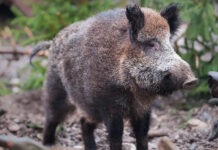 Невероятное приключение в ночном лесу: как отважная туристка справилась с неожиданной встречей Wild boar lat Sus scrofa