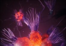 Удивительное общение микроскопических колоний: как простейшие координируют свои действия 3667abaf-3282-4452-81ab-ecf0dbe9287b-67d394f9