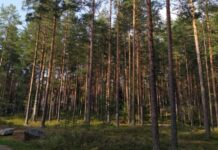 Немецкие туристы выбирают Калининградскую область для зимнего отдыха 39a64d1d-51e4-4be7-ba5f-943de0e34aa2-67cb13a1