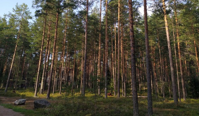 Немцы массово едут на зимовку в Калининградскую область