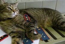 Кот-прапорщик Толик стал претендентом на престижную награду 3be5e8c2-346e-4d46-8413-be866e327759-67e41202