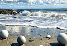 Экологическая безопасность на пляжах Сиднея 440f5fd6-f525-4da2-a31b-a956cea1a24a-67d9d5fe