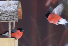 Как правильно заботиться о птицах в зимний период: советы эксперта-орнитолога 45ceccd4-e7dc-4b78-b732-e74baa9c8a8d-67d1cf24