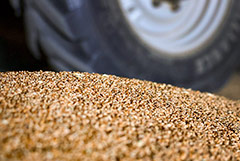 Генпрокуратура намерена взыскать 100% зернотрейдера "Родные поля" в доход государства