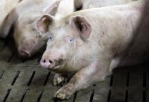 Стремительный рост поставок сельскохозяйственных животных в Грузию 6e0074e7-8ea3-4567-bae7-953924e018ea-67ee5bf3