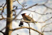 Комфортная погода порадует приморцев на Крещение 7aa12f80-02e0-45b2-a748-2c4fe234950c-67daed1a