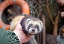 Московский зоопарк встречает очаровательных лесных хорьков 883b5da4-36c3-4f28-8400-7cc30f57d2f1-67e7f656