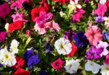 Грандиозное весеннее преображение Москвы 8e49f95c-a309-4332-bb19-e4c974e4f6a6-67d5c94b