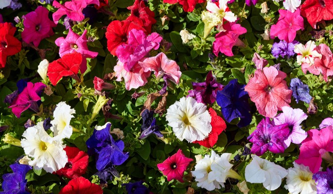 Москву украсили миллионами саженцев виолы