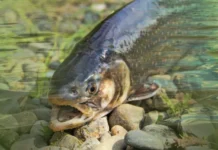 8ff3d915-91f3-4545-bdce-cf8967b0f0f7-67e15e71