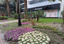 Капуста кале Природное украшение вашего сада 9022c9d3-7700-4683-9e8d-c746b71d0cd0-67dd9104