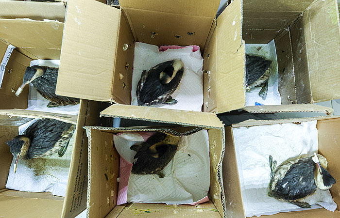 Более 5,6 тыс. птиц спасены на Кубани от загрязнения мазутом