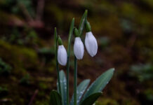 Раннее цветение подснежников радует посетителей Аптекарского огорода в Москве 9d2f5c7b-0003-4e96-981f-18607361c56c-67e18368