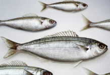 Роспотребнадзор обеспечит безопасность морепродуктов Черного моря для потребителей a1622275-b1cc-4417-85ed-c8df088c349d-67dbfd18