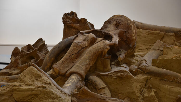 MammothFossilsAtTheMammothSiteInHotSpringsSouth