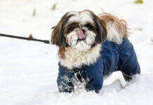 В Уфе общественность защитит собаку от жестокого обращения Виды Москвы