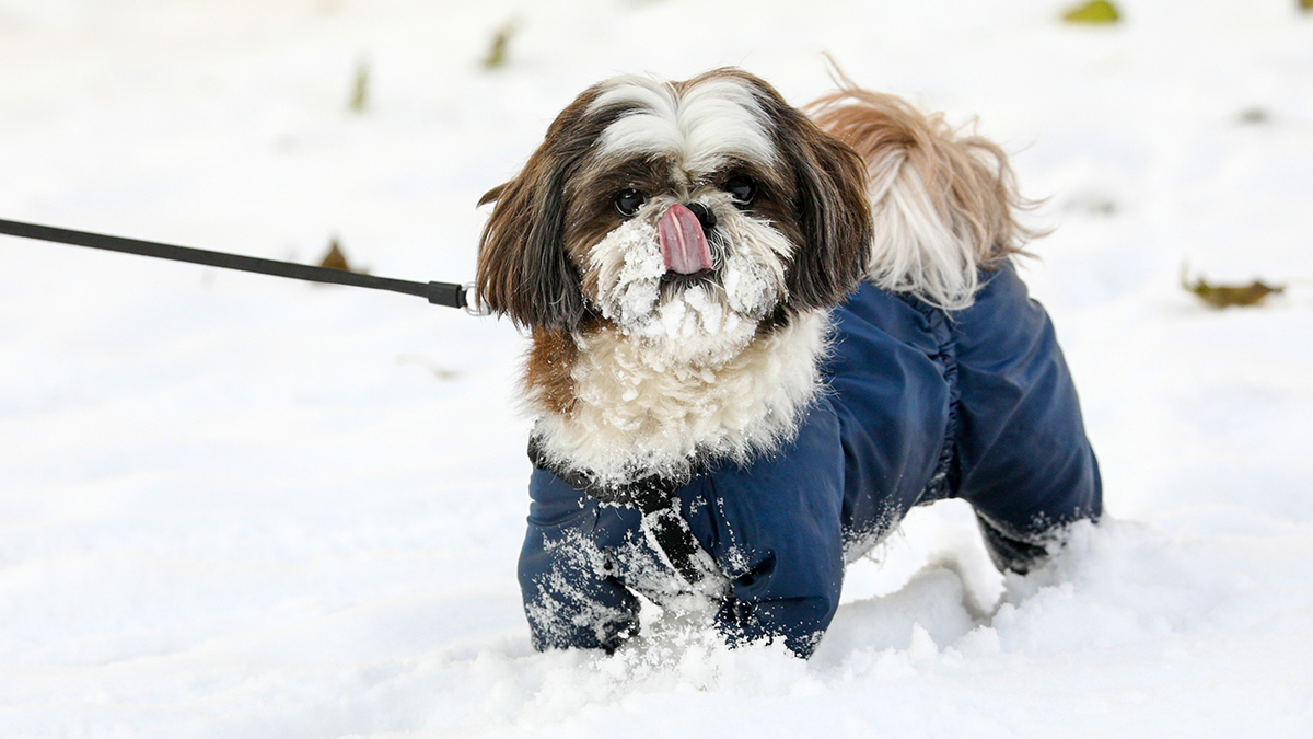 Издевательства уфимского подростка над собакой попали на видео