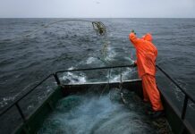 Российские поставки рыбы в Китай достигли рекордных показателей cdbff7d8-e13a-4724-8434-5a77fe906698-67e2b55a