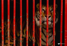 Приморье внедряет инновационные методы защиты населения от тигров dde5f1ef-5de5-447f-8a83-adf23c4f614a-67e8325a