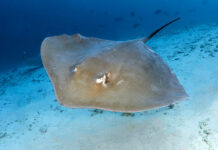 Удивительное открытие функции хвоста морских скатов f16576d9-7e94-4f37-8027-9880f4bc29c6-67e5cc67