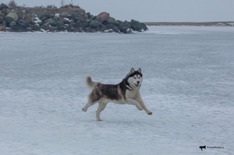 Фото: primamedia.ru