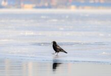 Погодные условия в Приморье на последний зимний день января f5abdcd5-9e37-482b-b8fb-eca378b20ffb-67f01c78