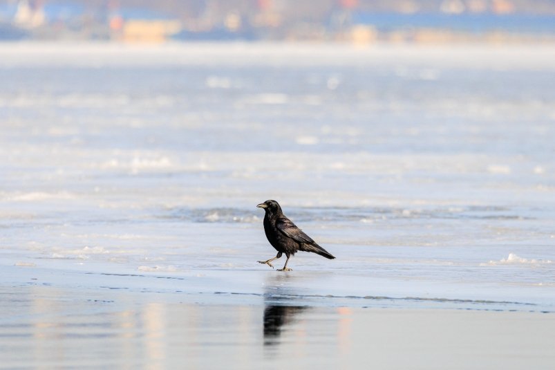 Фото: primamedia.ru