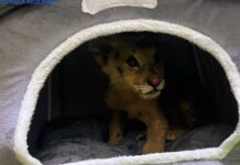 Львенок, спасенный от незаконной продажи, радует успехами в восстановлении 0496f5da-ffa2-4297-b0ec-af2218faa46f-680a46fa