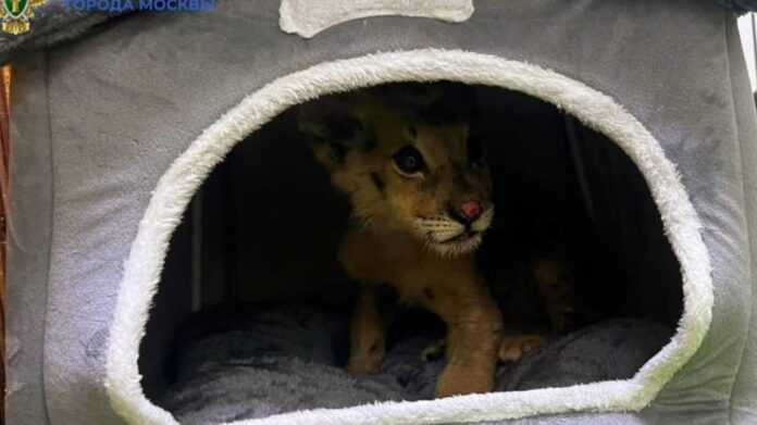 0496f5da-ffa2-4297-b0ec-af2218faa46f-680a46fa