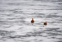 Автомобиль оказался подо льдом в Амурском заливе: как это произошло Городские жанры и виды Москвы