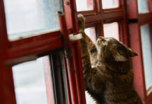 История удивительного спасения: как кот нашел силы жить и бороться Кот-прапорщик Толик из пожарной части в Москве номинированный на премию Мой ласковый и нужный зверь